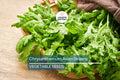 500 Shungiku Seeds - Edible Chrysanthemum Asian Greens for Salads & Stir-Fries - Glebionis coronaria