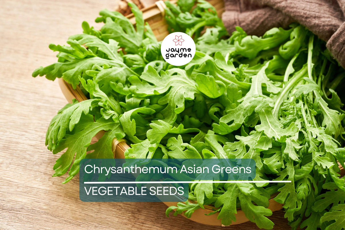 500 Shungiku Seeds - Edible Chrysanthemum Asian Greens for Salads & Stir-Fries - Glebionis coronaria