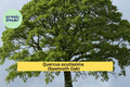 Sawtooth Oak Tree – Quercus acutissima – 1-Year Live Rooted Saplings, Fast-Growing Shade Trees, Wildlife Food Plot Plants