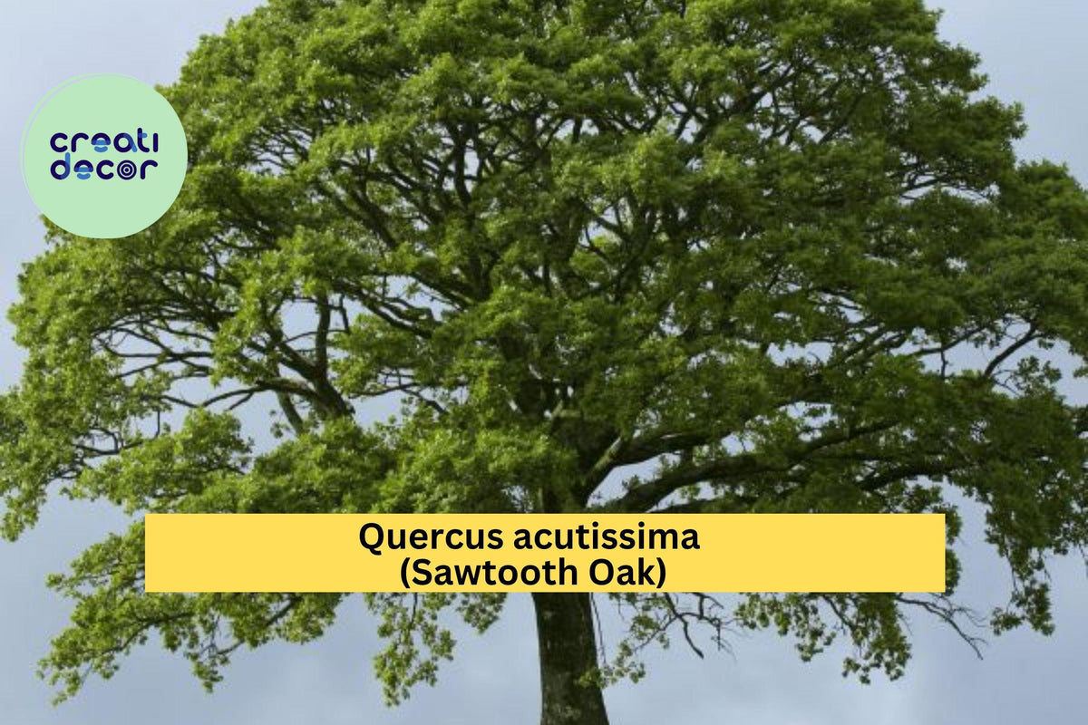Sawtooth Oak Tree – Quercus acutissima – 1-Year Live Rooted Saplings, Fast-Growing Shade Trees, Wildlife Food Plot Plants