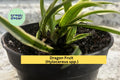 Dragon Fruit Plants Set of 4 Bare Root Seedlings | Hylocereus spp. Tropical Cactus Vines with Night-Blooming Flowers and Edible Fruits