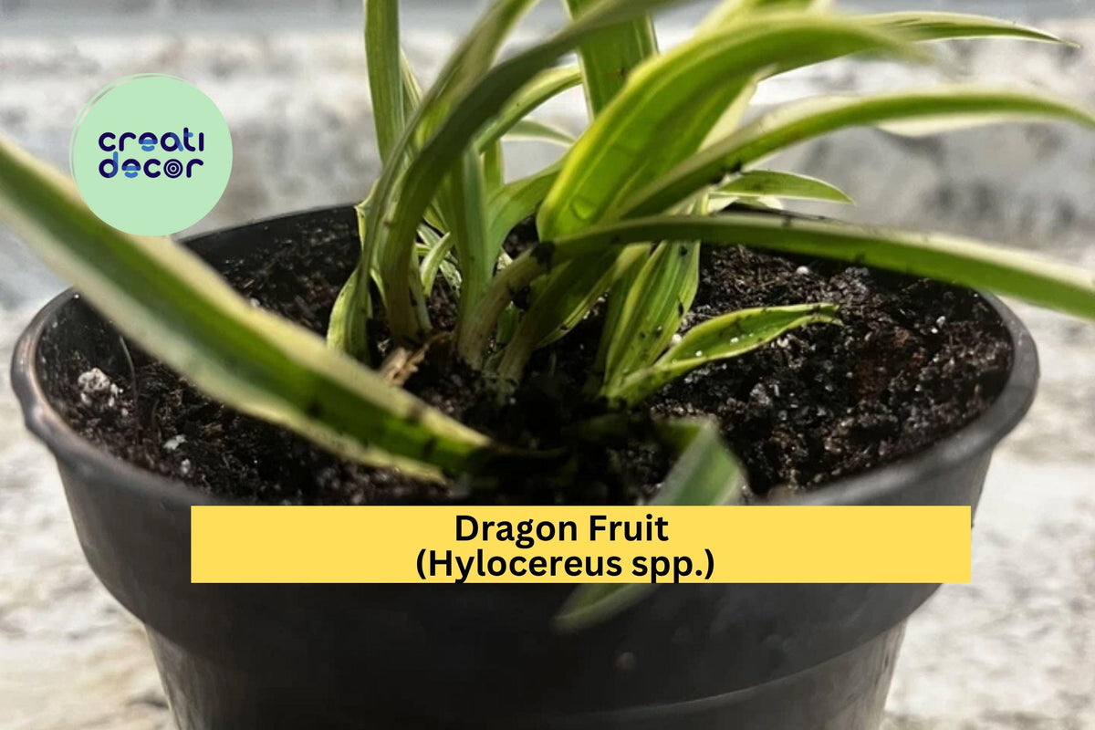 Dragon Fruit Plants Set of 4 Bare Root Seedlings | Hylocereus spp. Tropical Cactus Vines with Night-Blooming Flowers and Edible Fruits