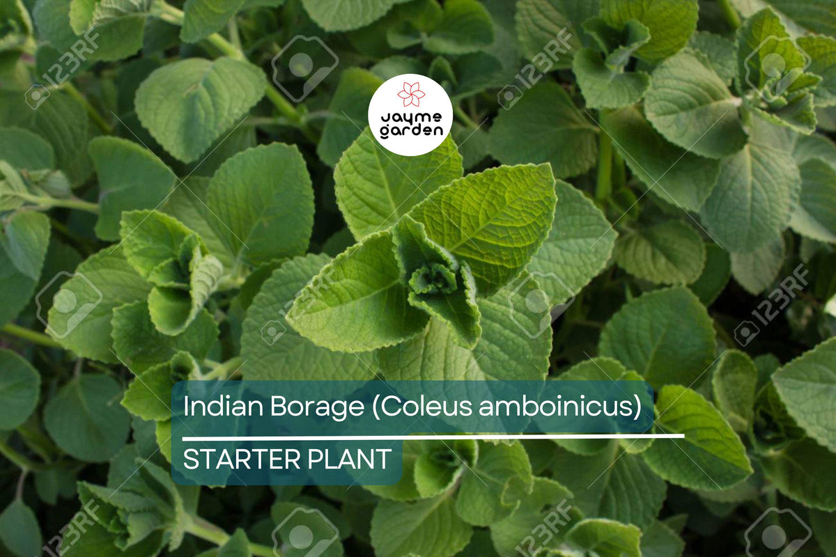 Indian Borage Live Plant – 1'-2' Aromatic Tropical Herb with Fuzzy Leaves, Culinary & Medicinal Uses, Coleus amboinicus