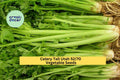 Tall Utah Celery Seeds – 3 Pack, Heirloom Apium graveolens var. dulce, Crisp Green Stalks for Garden Beds, Containers, Raised Rows