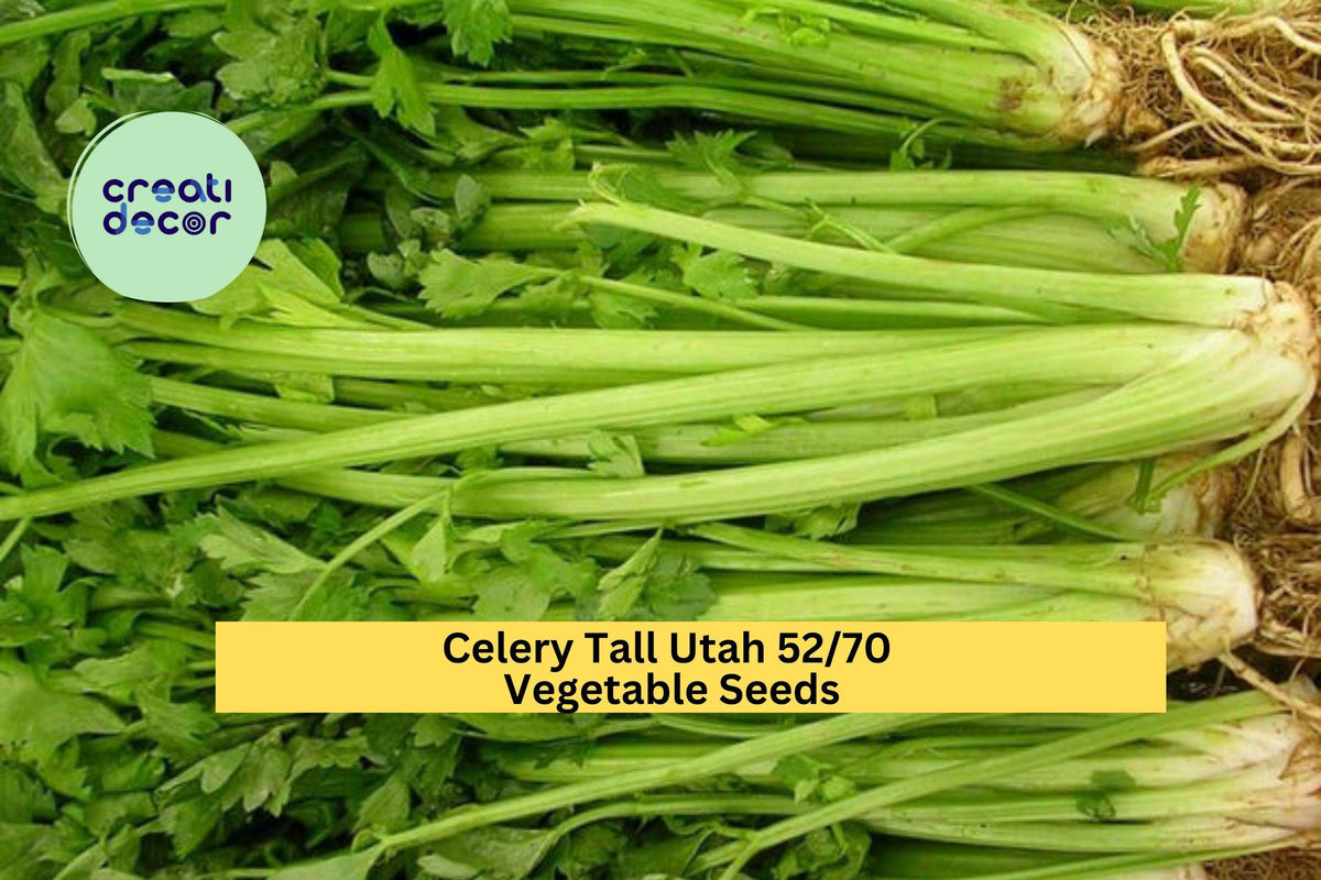 Tall Utah Celery Seeds – 3 Pack, Heirloom Apium graveolens var. dulce, Crisp Green Stalks for Garden Beds, Containers, Raised Rows