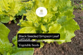 Black Seeded Simpson Leaf Lettuce Seeds | Heirloom, Non-GMO, Fast-Growing, Crisp, Tender Salad Green Lactuca sativa