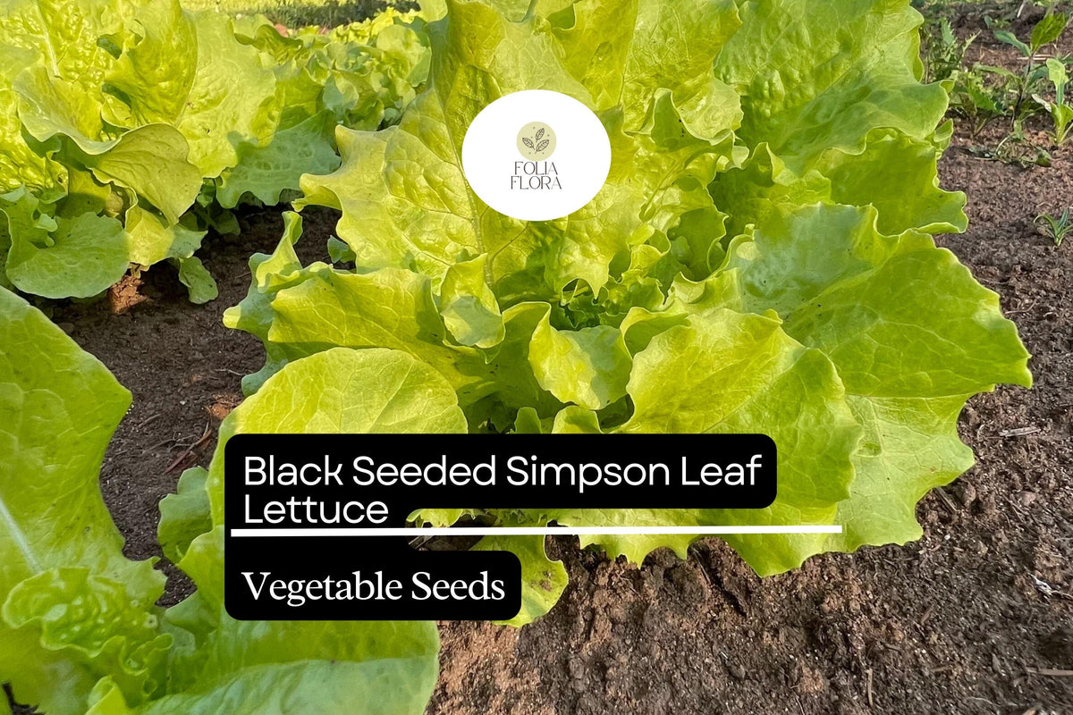 Black Seeded Simpson Leaf Lettuce Seeds | Heirloom, Non-GMO, Fast-Growing, Crisp, Tender Salad Green Lactuca sativa