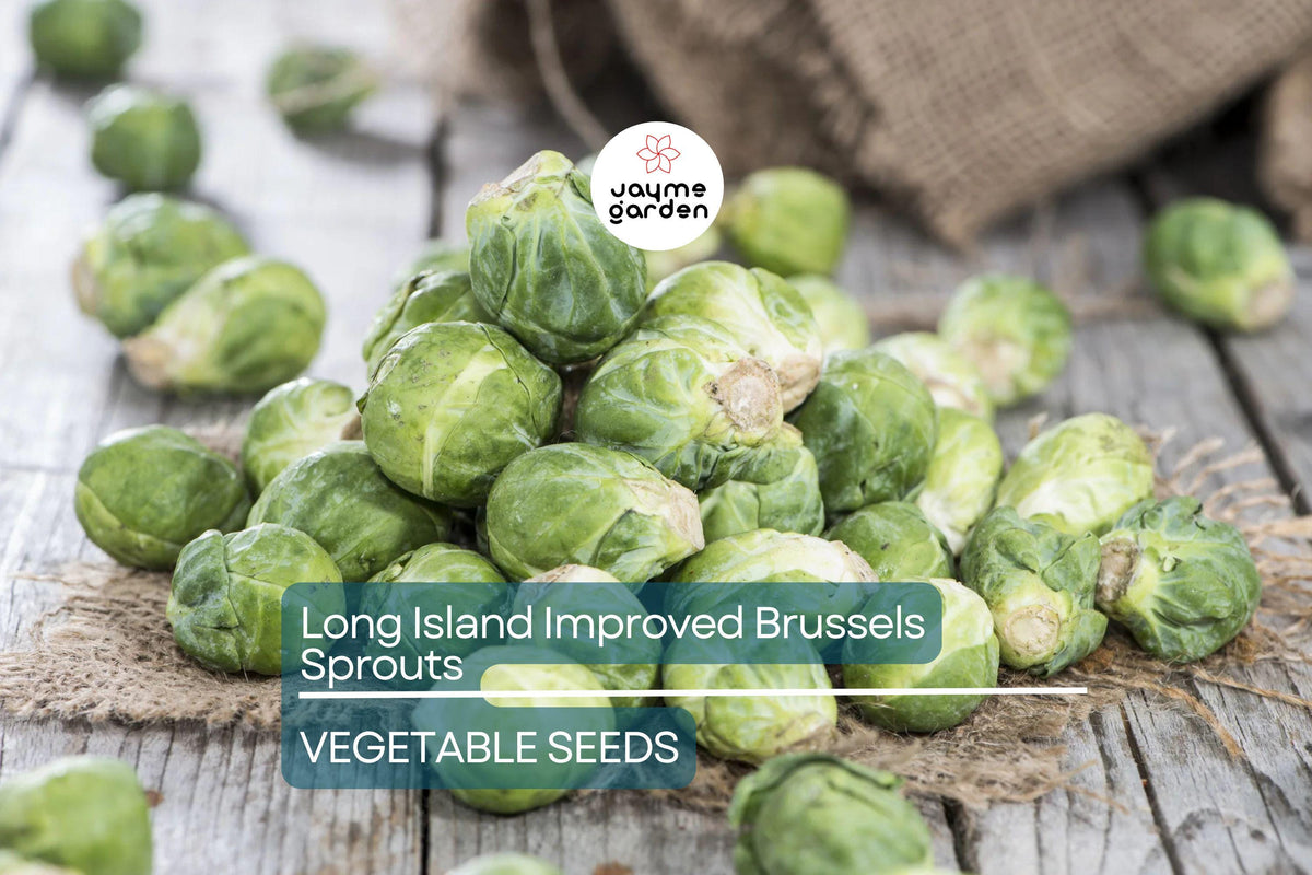 1000 Long Island Improved Brussels Sprouts Seeds – Heirloom, Non-GMO, Compact, Cold-Hardy, Fall Garden, Vegetable Seeds, USA Seller
