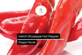Hatch Giuzeppi Hot Pepper Seeds 250mg | Capsicum annuum | Medium Heat, Prolific, Roasting & Salsa Use