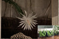 Queen of the Night Epiphyllum oxypetalum Rooted Plants - Live Orchid Cactus with Fragrant White Flowers, 4-Pack