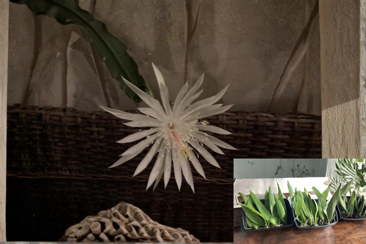 Queen of the Night Epiphyllum oxypetalum Rooted Plants - Live Orchid Cactus with Fragrant White Flowers, 4-Pack