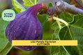 LSU Purple Fig Scion Cuttings – Ficus carica ‘LSU Purple’ for Grafting or Rooting, Early-Ripening Dark Purple Fruit