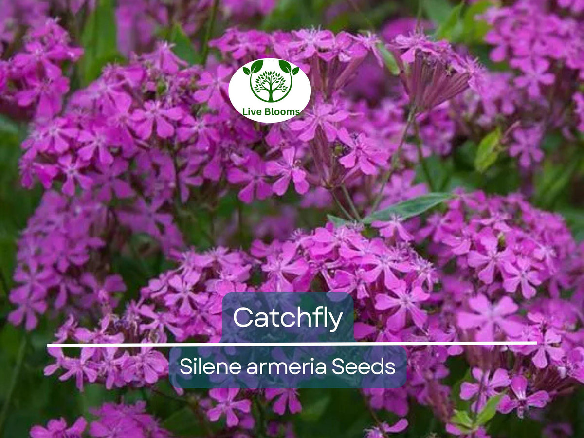 Catchfly Seeds 2000 Non-GMO Silene Hardy Perennials for Rock Gardens, Purple Flowers, Pollinator Attracting, Drought-Tolerant