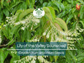 100 Lily of the Valley Sourwood Seeds | Native Tree with Fragrant White Flowers | Oxydendrum arboreum for Landscaping & Pollinators