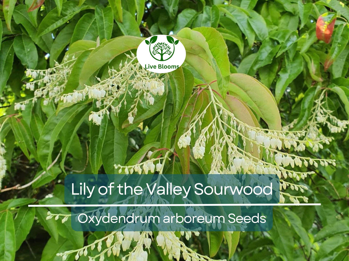 100 Lily of the Valley Sourwood Seeds | Native Tree with Fragrant White Flowers | Oxydendrum arboreum for Landscaping & Pollinators