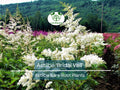 Astilbe 'Bridal Veil' Bare Root Plant – White Plume Perennial for Shade Gardens – Astilbe x arendsii