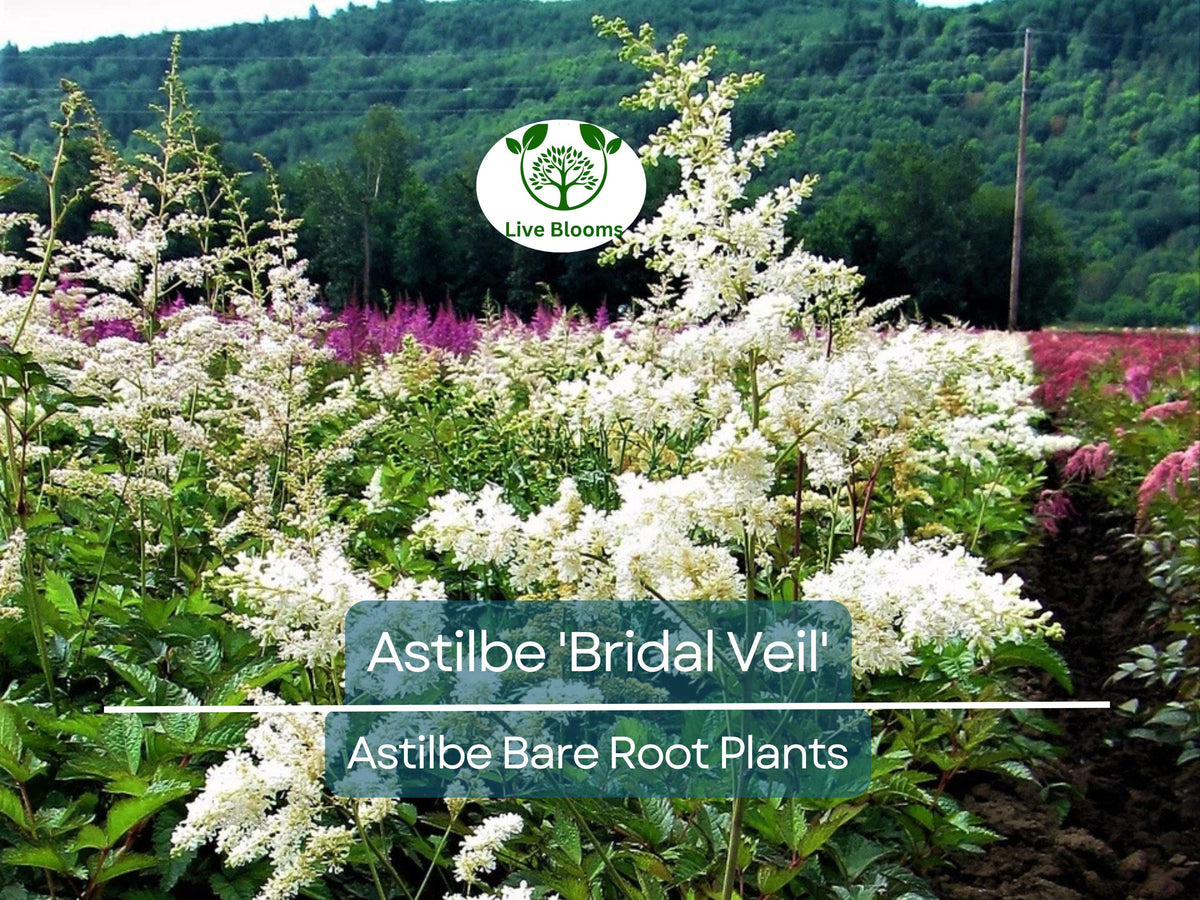 Astilbe 'Bridal Veil' Bare Root Plant – White Plume Perennial for Shade Gardens – Astilbe x arendsii