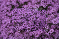 Creeping Thyme Seeds – Thymus serpyllum, Fragrant Ground Cover, Perennial Herb, Pollinator Friendly, Drought Tolerant, 100 Seeds
