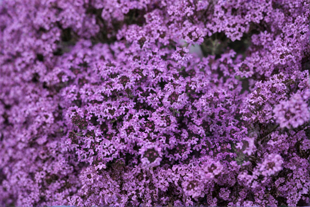 Creeping Thyme Seeds – Thymus serpyllum, Fragrant Ground Cover, Perennial Herb, Pollinator Friendly, Drought Tolerant, 100 Seeds