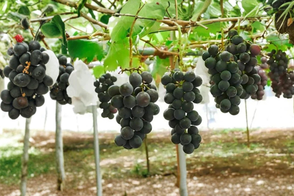Japanese Pione Grape Vine Cuttings, Vitis vinifera, 6-8 inch Unrooted Fruit Vine for Grafting