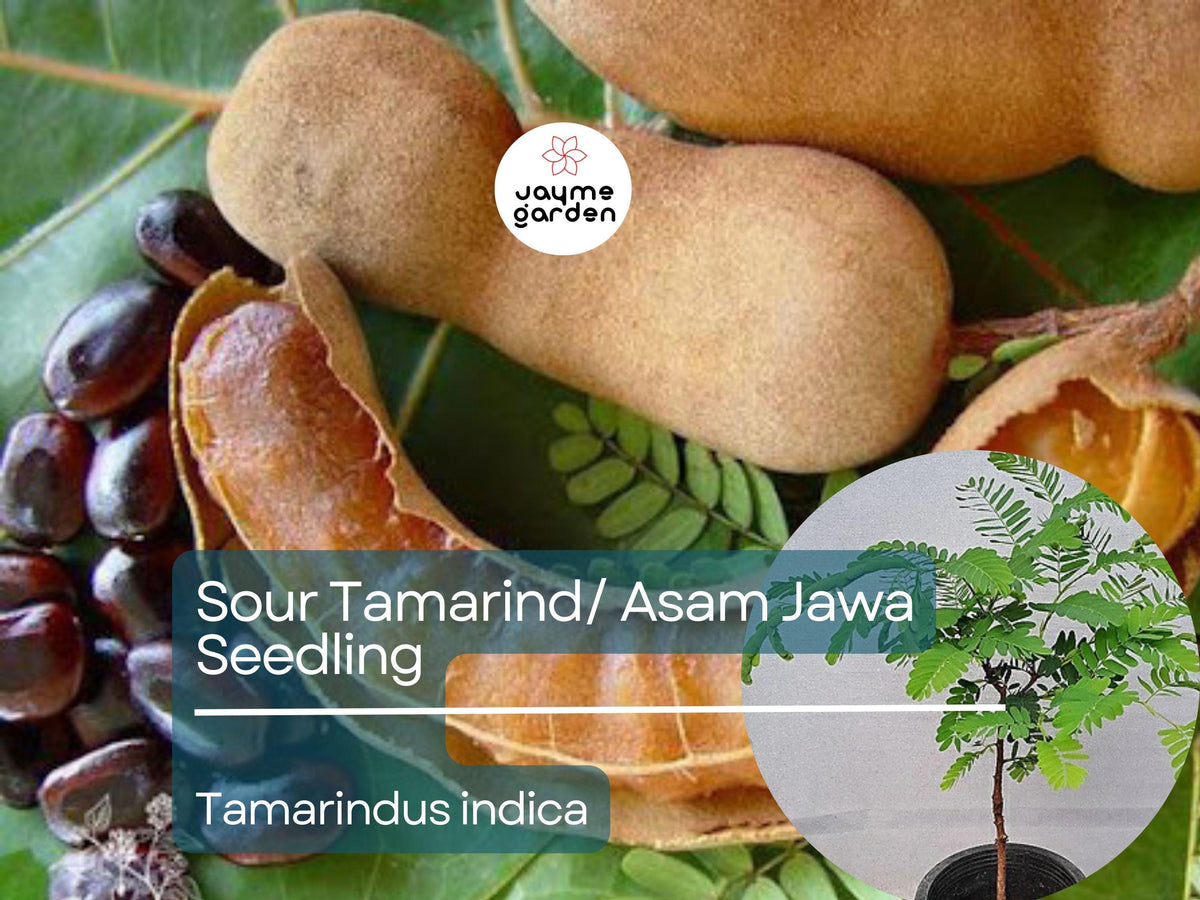 Sour Tamarind Tree Starter Plant Seedling 2′-3′ Tamarindus indica Tropical Fruit Tree for Garden Orchard