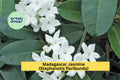 Madagascar Jasmine Live Rooted Starter Plant – Stephanotis floribunda, Fragrant White Blooms, Evergreen Vine for Indoor Garden or Patio