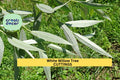 White Willow Tree Cuttings | 5+ Salix Alba Unrooted Stems for Water-Edge, Shade & Erosion Control