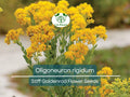 700 Oligoneuron Rigidum Stiff Goldenrod Seeds - Native Perennial Wildflower for Pollinator Gardens and Landscape Planting