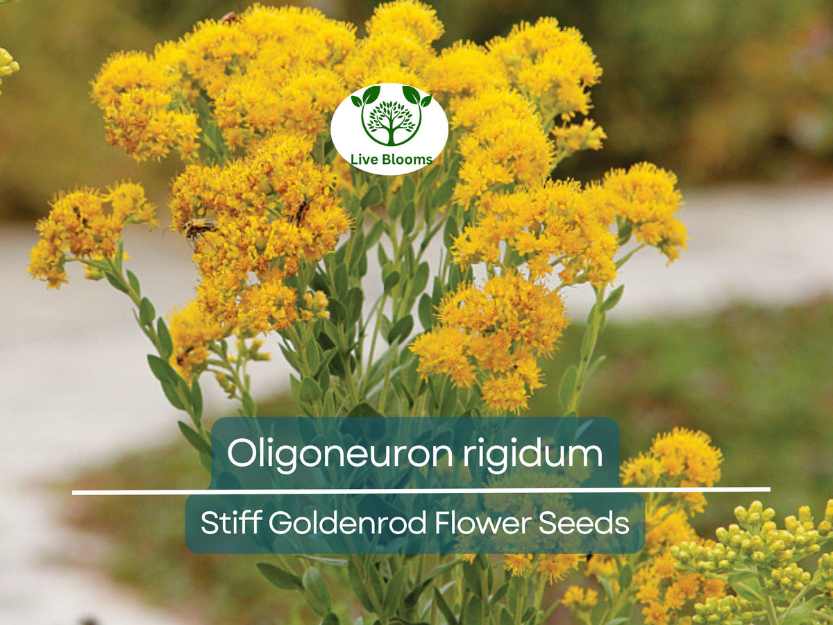 700 Oligoneuron Rigidum Stiff Goldenrod Seeds - Native Perennial Wildflower for Pollinator Gardens and Landscape Planting