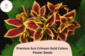 25+ Sun Crimson Gold Coleus Seeds for Planting | Premium Shade Plant | Red Gold Foliage Annual | Garden Bedding Seeds