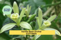 Vanilla Bean Orchid Cutting 12” | Unrooted Vanilla planifolia Vine for Growing at Home | Tropical Climbing Orchid Plant