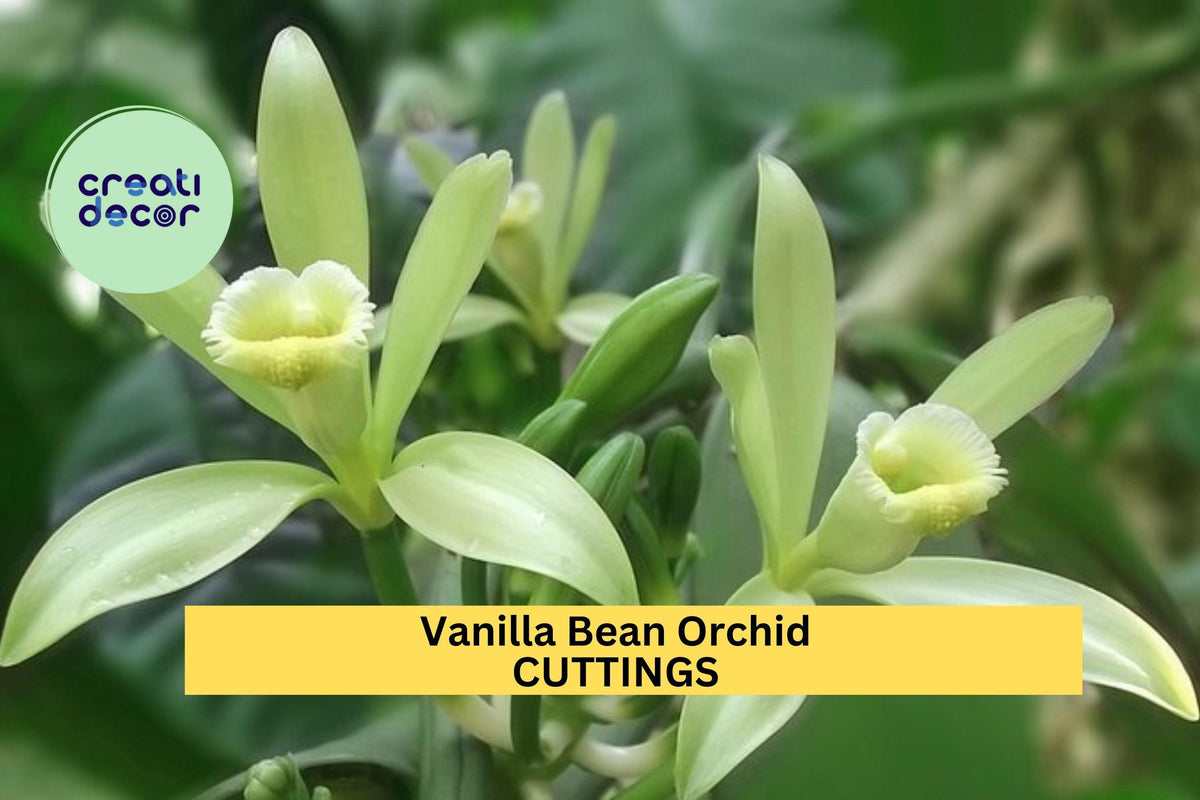 Vanilla Bean Orchid Cutting 12” | Unrooted Vanilla planifolia Vine for Growing at Home | Tropical Climbing Orchid Plant
