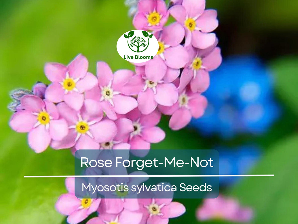 Rose Forget-Me-Not Seeds, Myosotis sylvatica, Ground Cover, Perennial, Non-GMO, Easy to Grow, Drought Tolerant, 200 Seeds