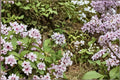Symphyotrichum drummondii – Drummond's Aster Seeds | Native Wildflower for Pollinator Gardens | Perennial Flower Plant