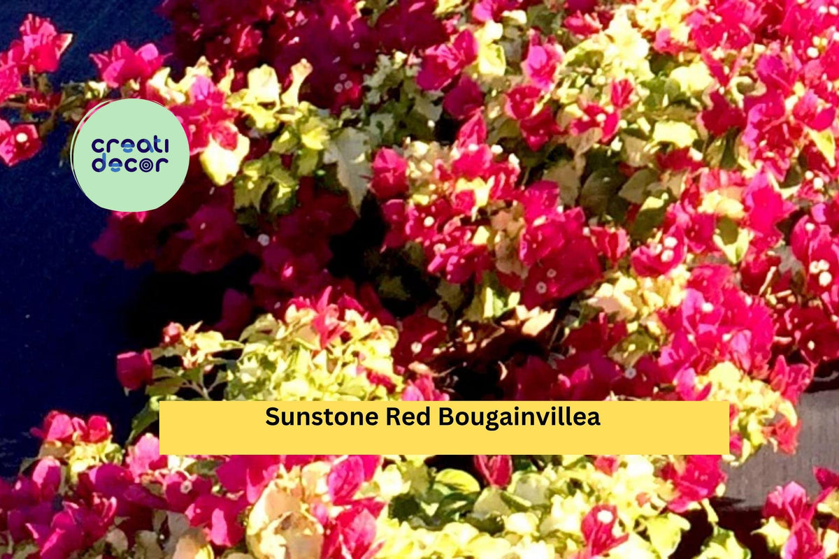 Sunstone Red Bougainvillea Plant | Live Starter Plug | Vibrant Red Bracts | Tropical Climbing Vine | Bougainvillea spp.