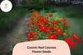 200+ Cosmic Red Cosmos Seeds | Bright Red Annual Flower Seeds Cosmos sulphureus ‘Cosmic Red’ for Garden, Borders, Containers
