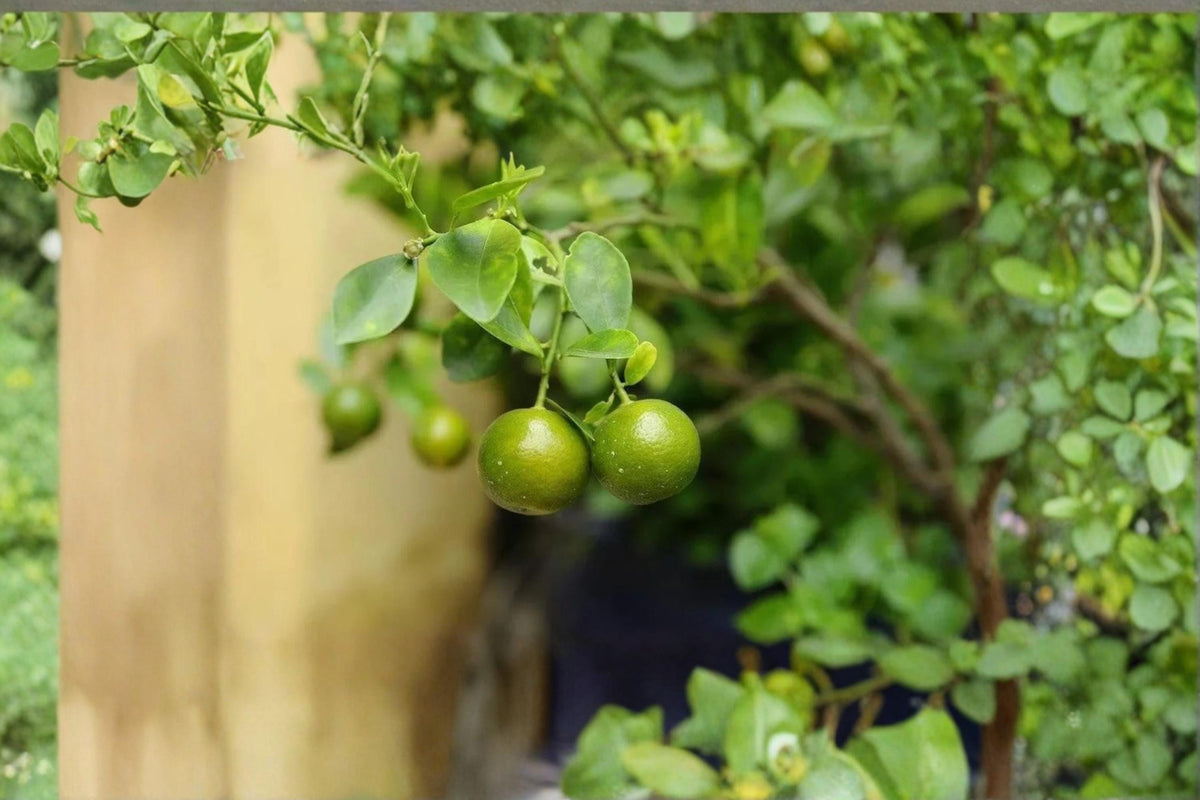 Green Kumquat Live Plant - 8-12 Inches, Citrus japonica, Compact Evergreen Citrus Tree for Container & Garden