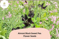Almost Black Sweet Pea Seeds | Lathyrus odoratus Deep Maroon Blooms | Climbing Annual Flowering Vine for Garden, Trellises & Fences