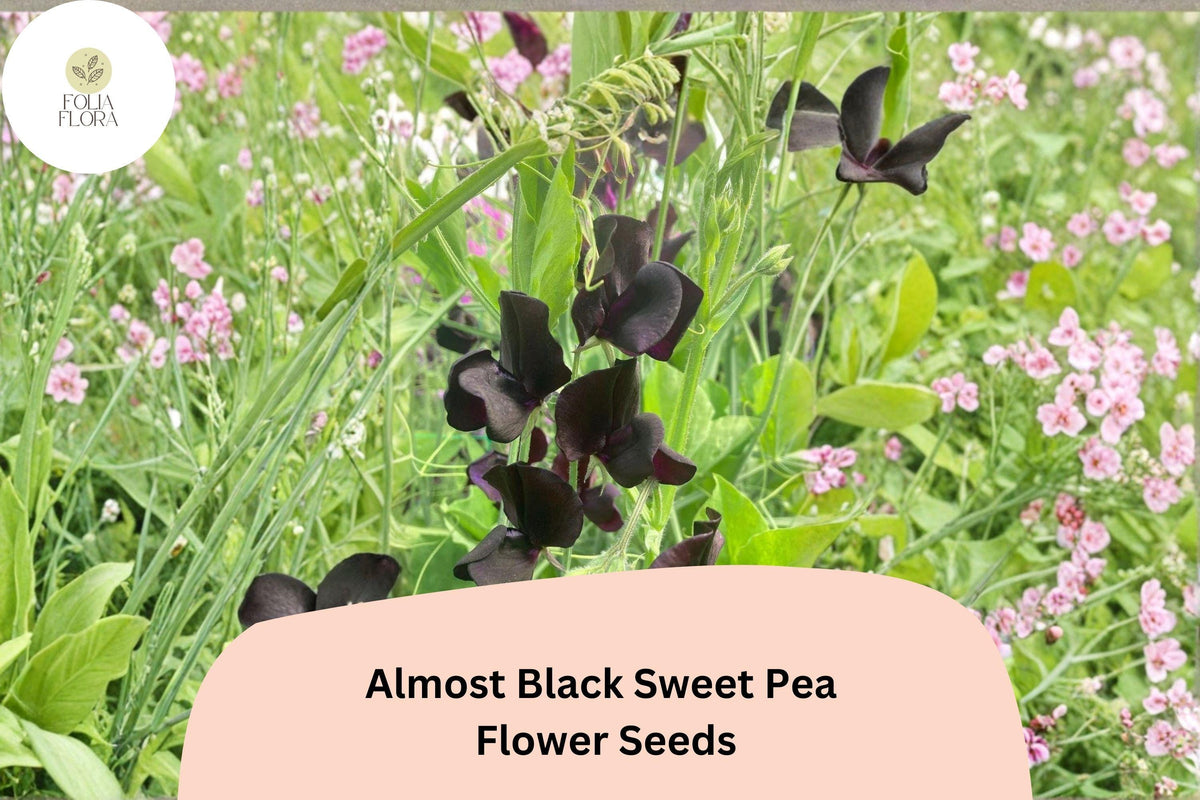 Almost Black Sweet Pea Seeds | Lathyrus odoratus Deep Maroon Blooms | Climbing Annual Flowering Vine for Garden, Trellises & Fences