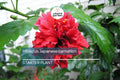 Japanese Carnation Starter Plant - Compact Fragrant Dianthus chinensis for Borders & Containers