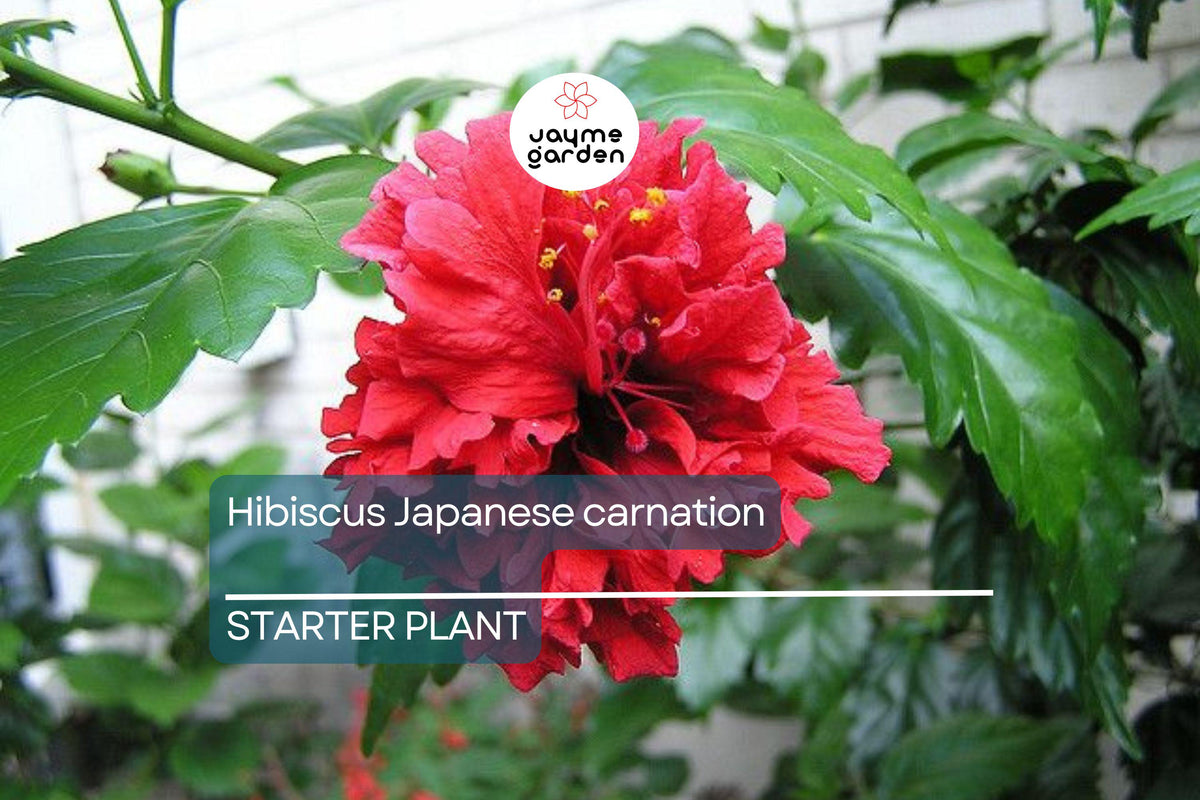 Japanese Carnation Starter Plant - Compact Fragrant Dianthus chinensis for Borders & Containers