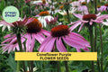 3pcs Purple Coneflower Seeds – Echinacea purpurea Native Perennial for Pollinator Gardens, Wildflower & Summer Floral Displays