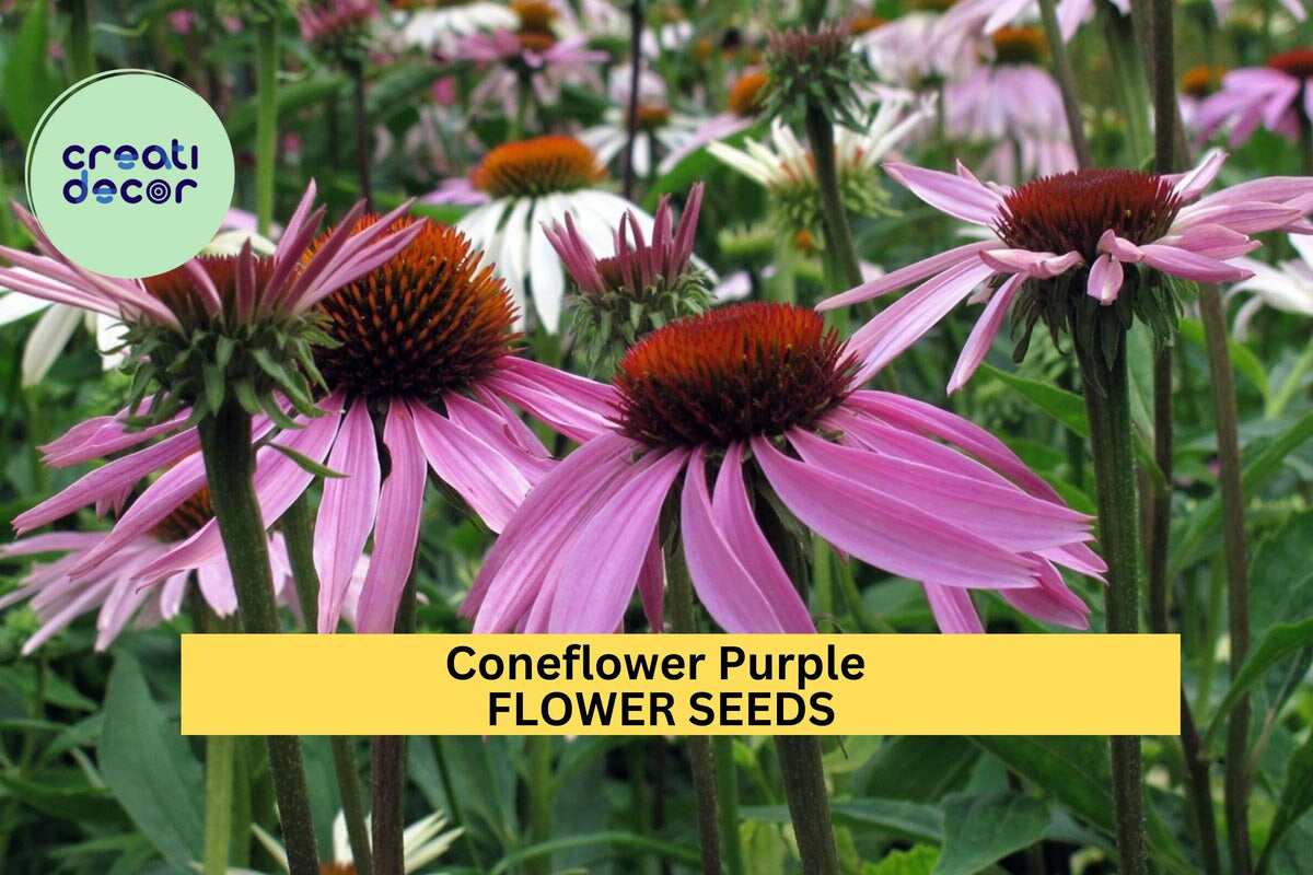 3pcs Purple Coneflower Seeds – Echinacea purpurea Native Perennial for Pollinator Gardens, Wildflower & Summer Floral Displays