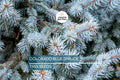20 Colorado Blue Spruce Seeds | Evergreen Tree, Silvery-Blue Needles, Cold Hardy Picea pungens Seeds for Landscaping & Bonsai