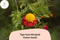 25+ Tiger Eyes Marigold Seeds | Tagetes patula | Yellow-Red Blooms | Easy Annual Flower for Borders & Containers