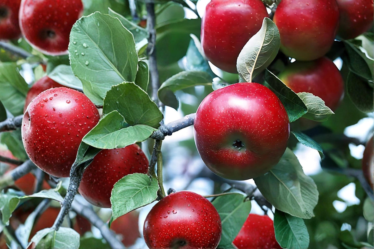 Red Delicious Apple Tree Live Plant - 2ft Tall Bare Root Malus domestica Fruit Tree