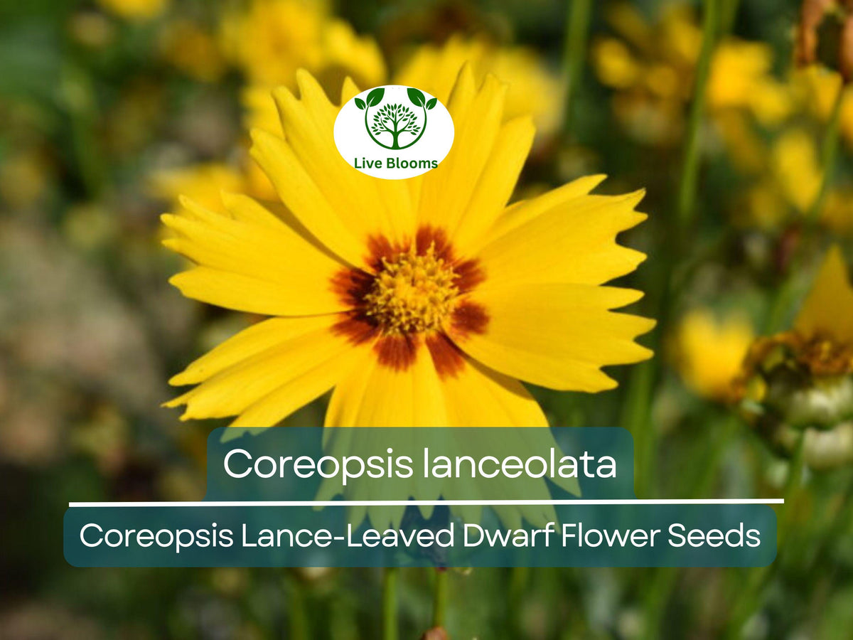 50 Seeds Coreopsis Lance-Leaved Dwarf Wildflower for Gardens, Pollinator-Friendly, Yellow Blooms, Coreopsis lanceolata