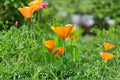 California Poppy Seeds – Eschscholzia californica, Bright Orange Wildflower, Drought Tolerant, Native North American Flower, 50 Seeds