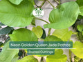 2x 10” Rooted Pothos Cuttings - Neon Golden Queen Jade Philodendron - Easy Care Indoor Vine for Propagation & Decor