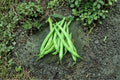 Provider Green Bush Bean Seeds | Heirloom, Early Maturity, Cold-Tolerant, High Yield, Non-GMO, Phaseolus vulgaris